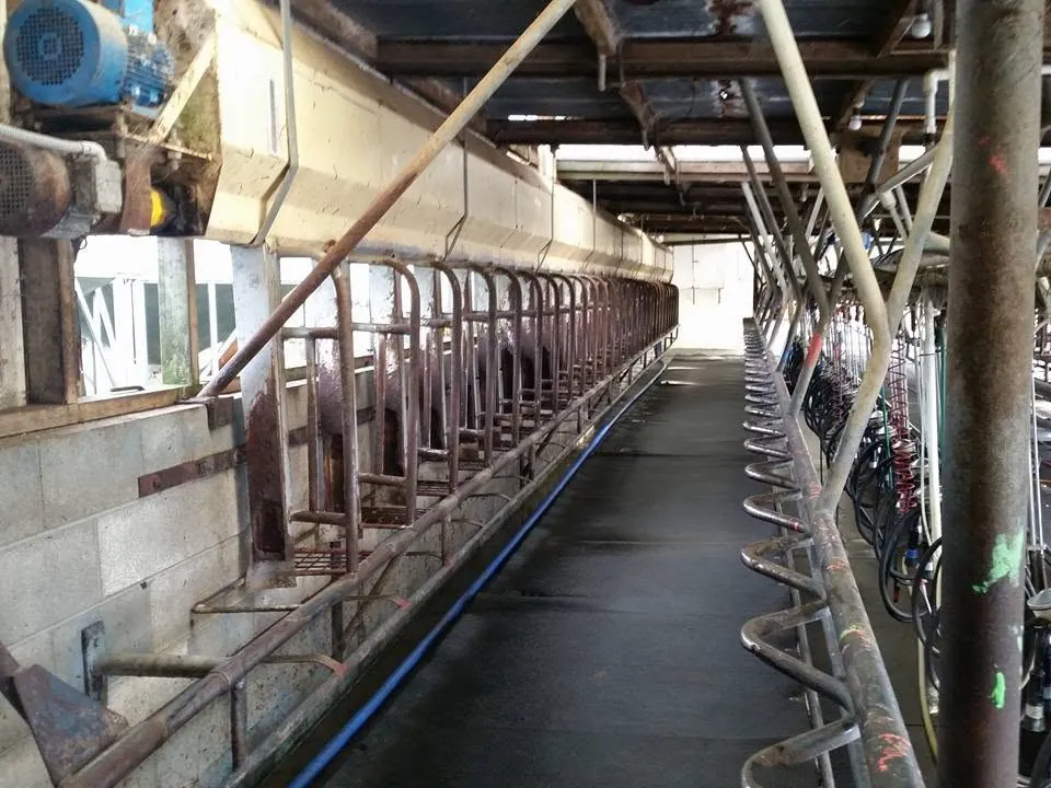 Pipework and rails along the inside of a dairy shed.